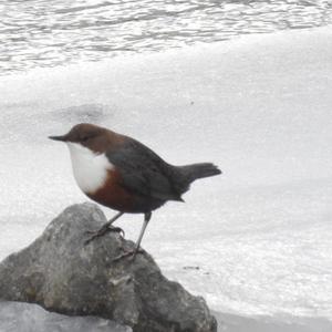 White-throated Dipper