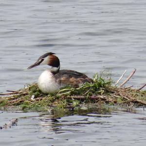 Great Crested Grebe