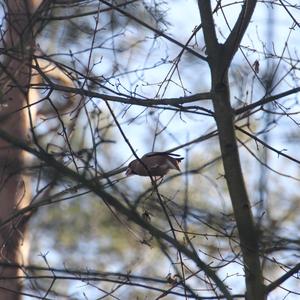 Hawfinch