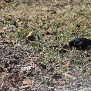 Red-winged Blackbird