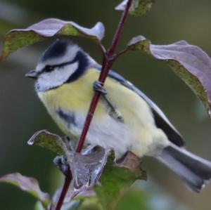 Blue Tit