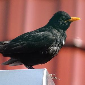 Eurasian Blackbird