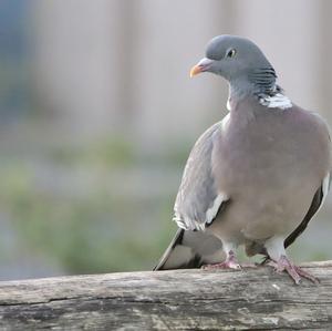 Common Wood-pigeon