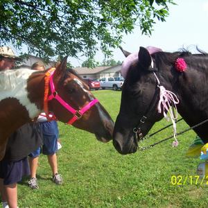 Morgan Horse