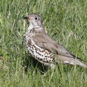 Mistle Thrush