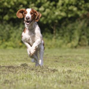 Spaniel (Welsh Springer)