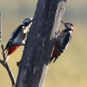 Great Spotted Woodpecker