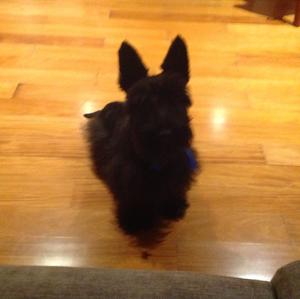 Scottish Terrier