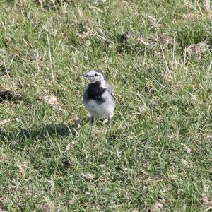 White Wagtail