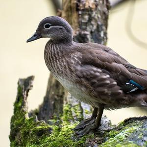 Mandarin Duck