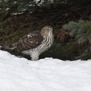 Northern Goshawk