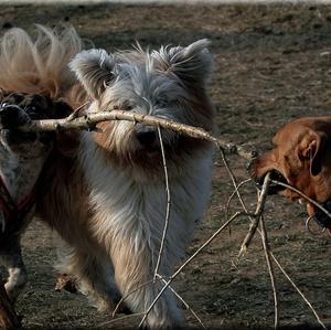 Unknown Breed