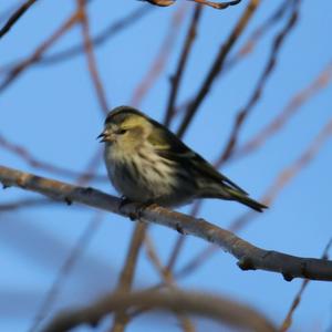 Eurasian Siskin