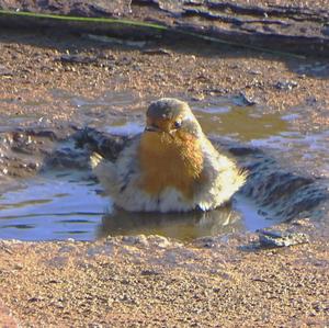 European Robin