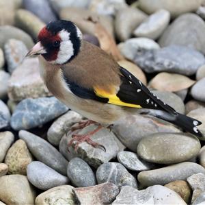 European Goldfinch