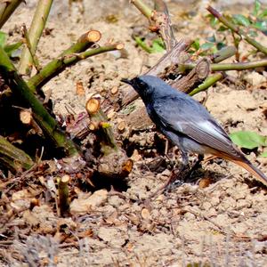 Black Redstart