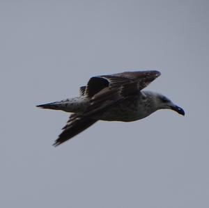 Herring Gull