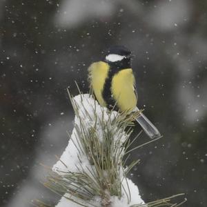 Great Tit