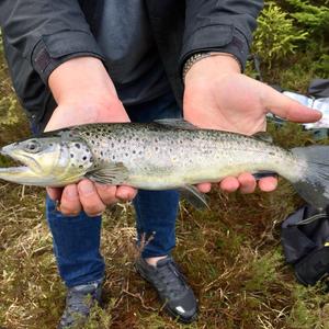 Brown trout