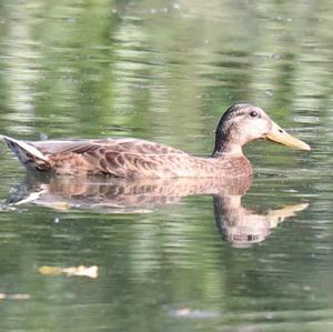 Mallard