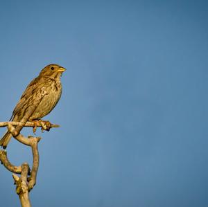 Corn Bunting