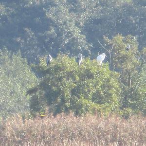 Grey Heron