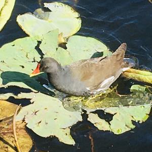 Common Moorhen