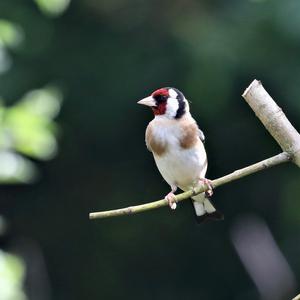 European Goldfinch