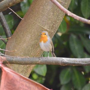 European Robin