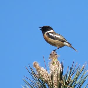 European stonechat