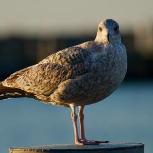 Lesser Black-backed Gull