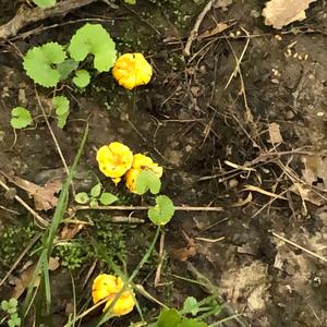 Chanterelle, Common