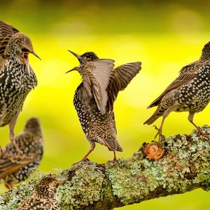 Common Starling