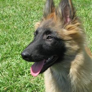 Belgian Tervuren