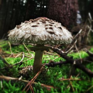 Shaggy Parasol