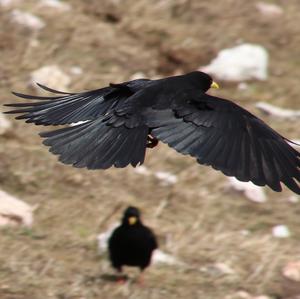 Yellow-billed Chough