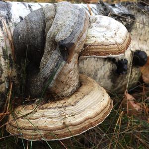 Tinder Polypore