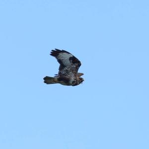 Common Buzzard