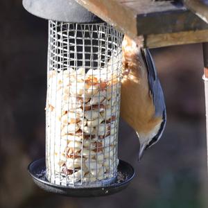 Wood Nuthatch