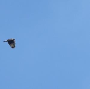 Common Buzzard