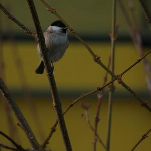 Marsh Tit