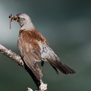 Fieldfare