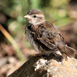 House Sparrow