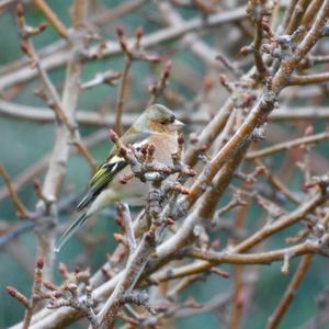 Eurasian Chaffinch