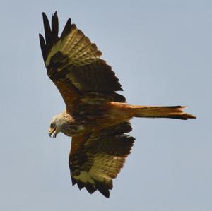 Red Kite