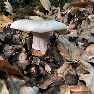 Cloudy Clitocybe