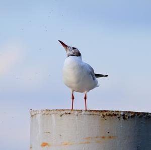 Black-headed Gull