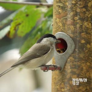 Willow Tit