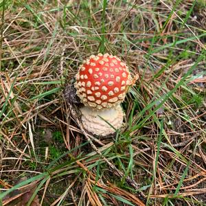 Fly Agaric