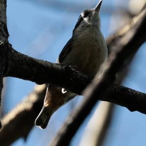 Wood Nuthatch